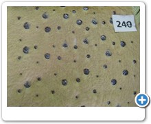 collection 7 Laminature e glitter 240